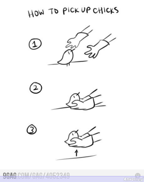 How to Pick Up Chicks - How to Pick Up Chicks 